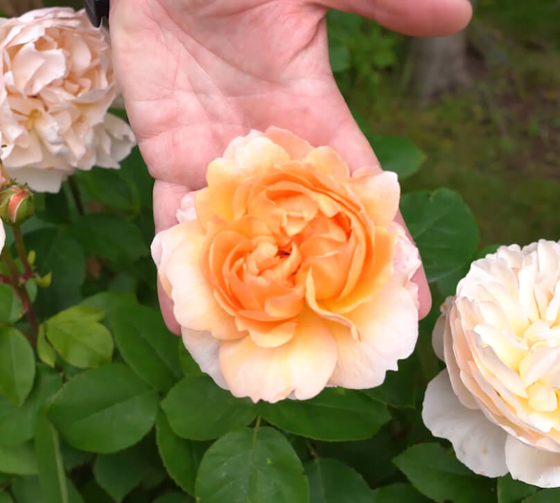 How the Rose Grew Wild